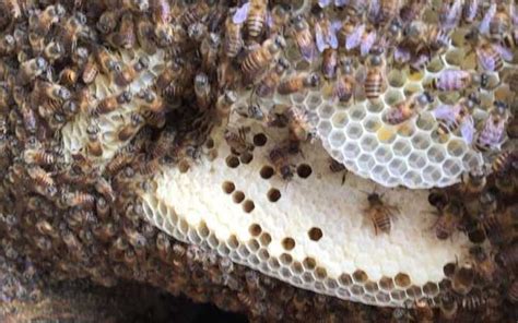 蜜蜂築巢怎麼辦 壬水女